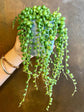 Senecio Rowleyanus Plant or String of Pearls with Green coloured leaves and White coloured flower 