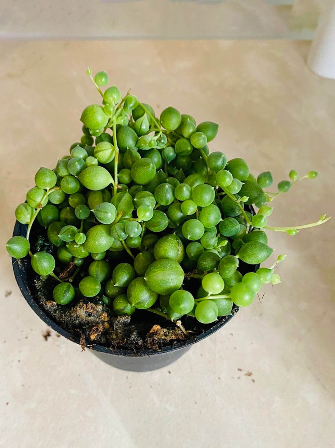 Senecio Rowleyanus