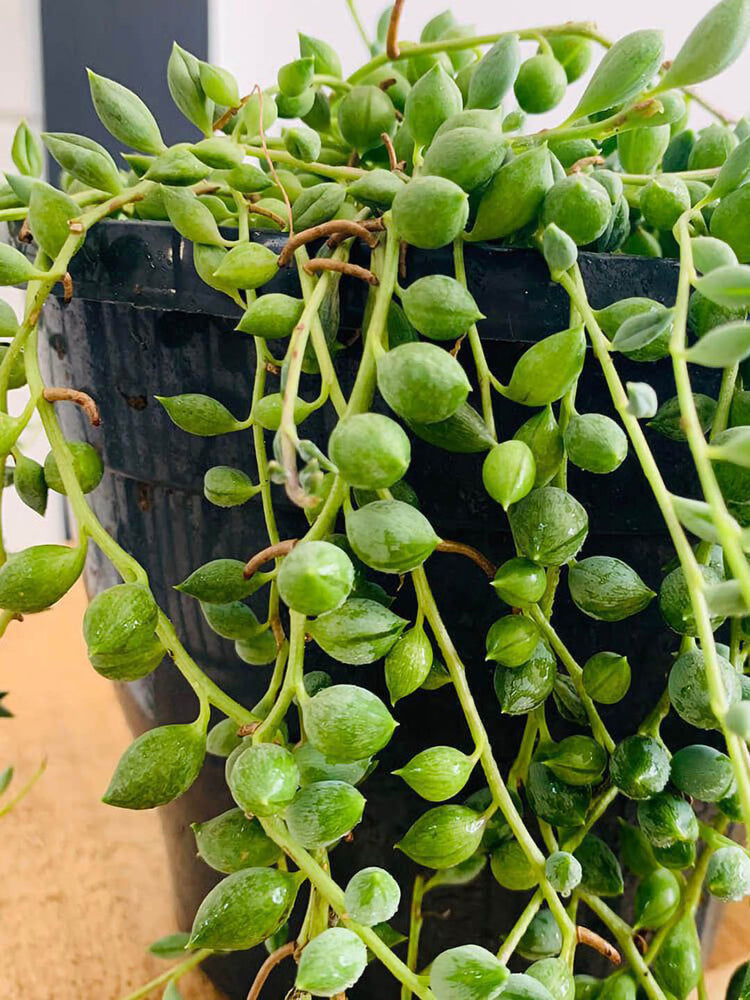 Senecio Rowleyanus