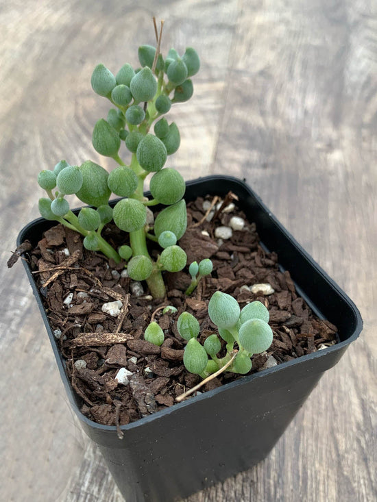Senecio Citiformis Plant or String of Tears with Green coloured leaves and White coloured flower 