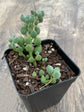 Senecio Citiformis Plant or String of Tears with Green coloured leaves and White coloured flower 