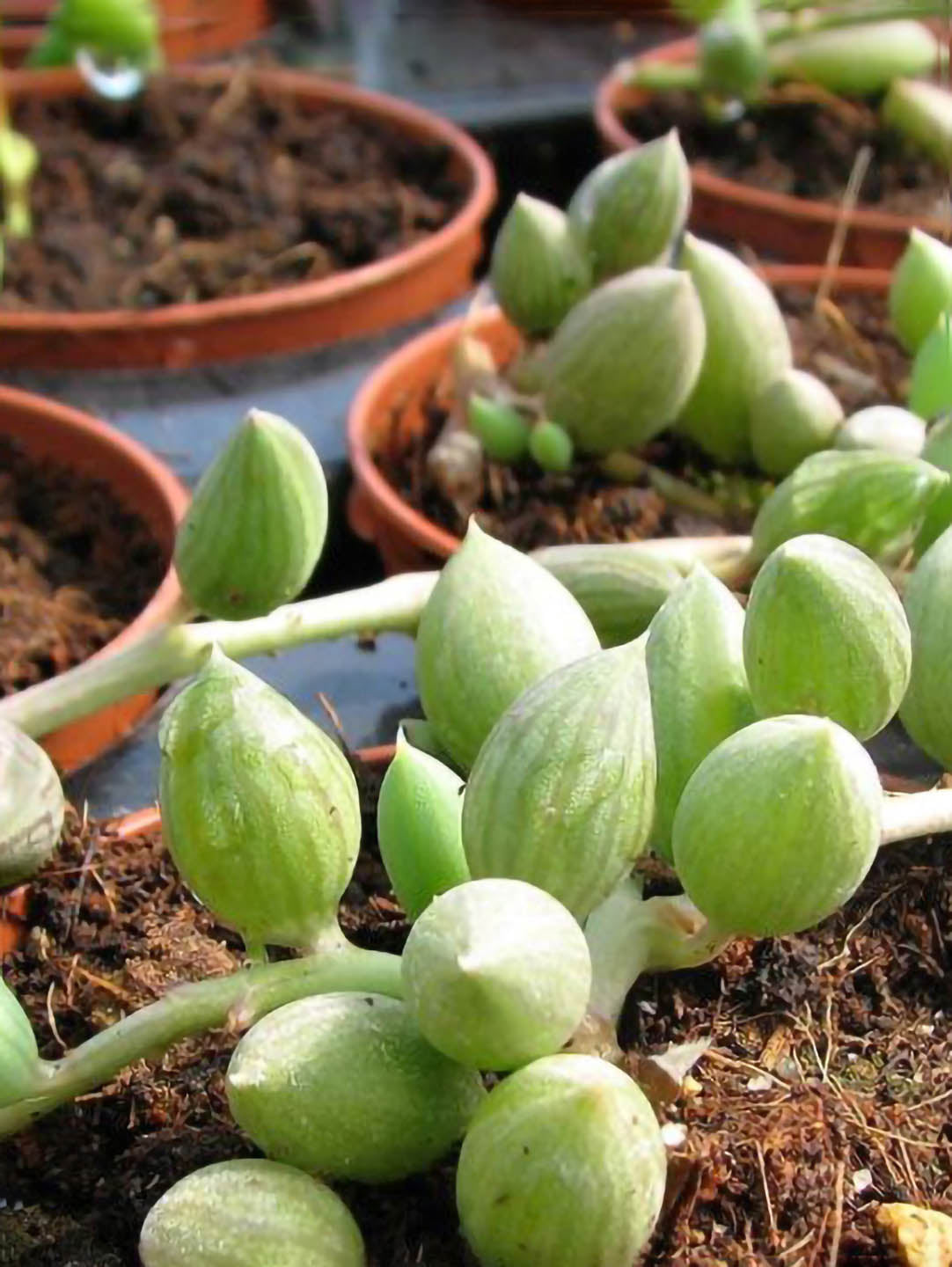 Senecio Citiformis