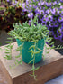 Senecio Radicans Plant or String of Bananas with Green coloured leaves and White coloured flower 