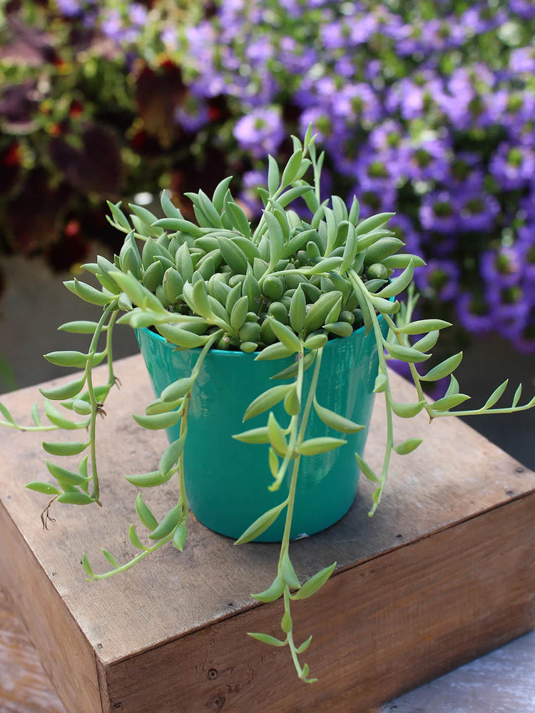 Senecio Radicans Plant or String of Bananas with Green coloured leaves and White coloured flower 
