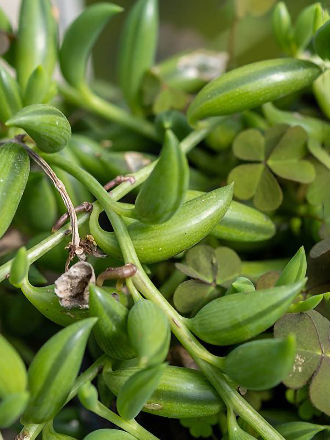 Senecio Radicans