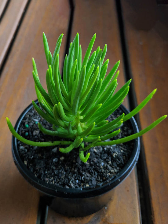 Senecio Barbertonicus Plant or Succulent Bush Senecio with Green coloured leaves and Yellow coloured flower 