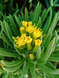 Senecio Barbertonicus