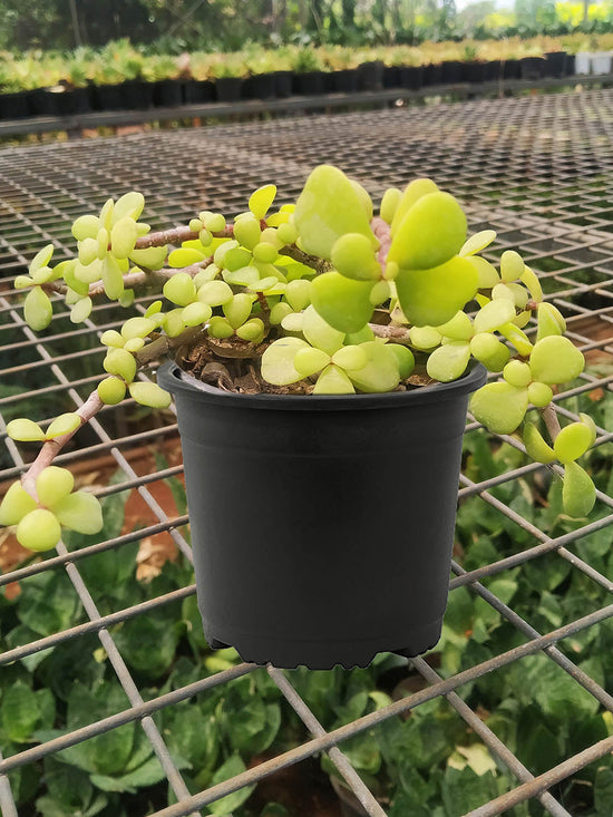Portulacaria Afra Golden Plant or Rainbow Bush, Elephant Bush with Lime Green coloured leaves and Pink coloured flower 