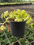 Portulacaria Afra Golden Plant or Rainbow Bush, Elephant Bush with Lime Green coloured leaves and Pink coloured flower 