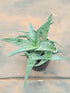 Aloe Silver Ridge Plant or Wringled Leaf Aloe with Frost Green Wrinkled Leaf coloured leaves and Pinkish Orange coloured flower 