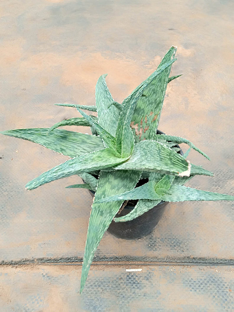 Aloe Silver Ridge Plant or Wringled Leaf Aloe with Frost Green Wrinkled Leaf coloured leaves and Pinkish Orange coloured flower 