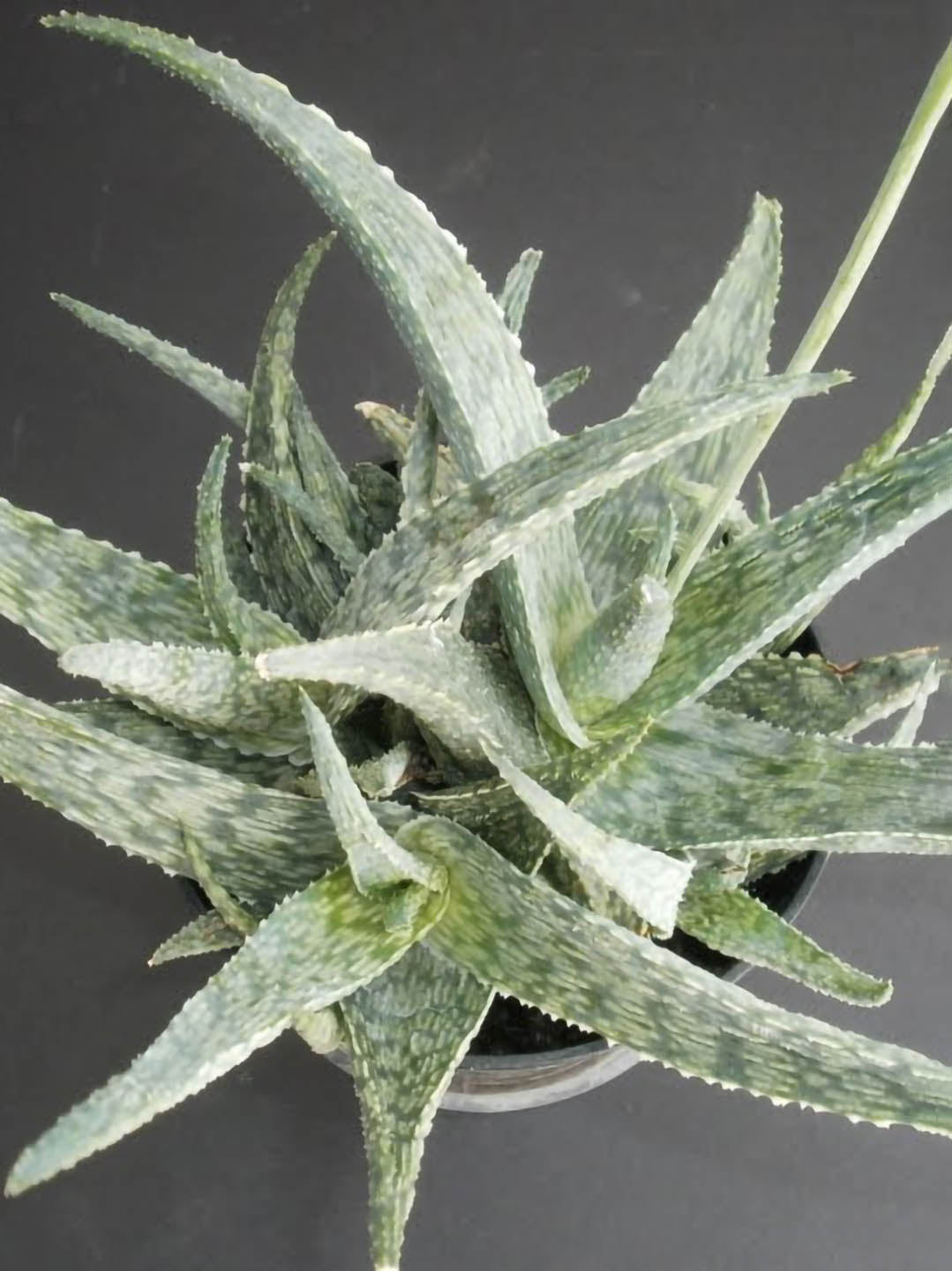 Aloe Silver Ridge 