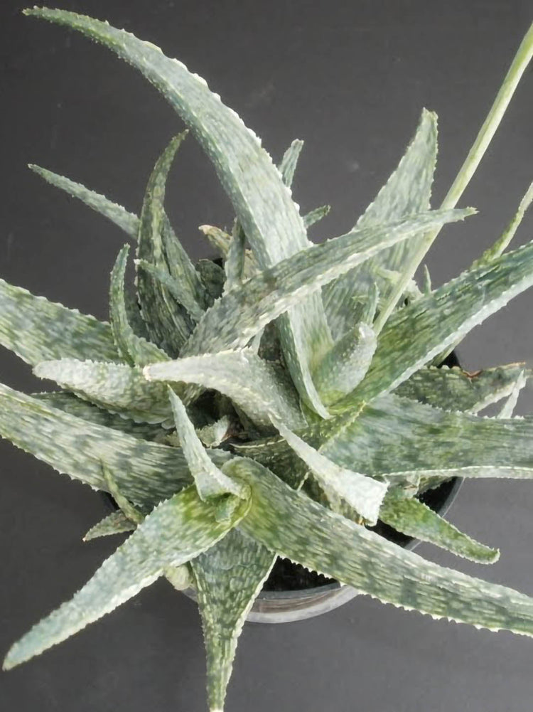 Aloe Silver Ridge 