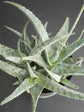 Aloe Silver Ridge 