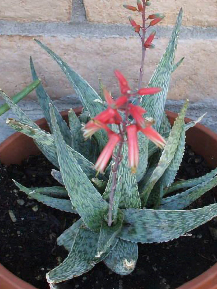 Aloe Silver Ridge 