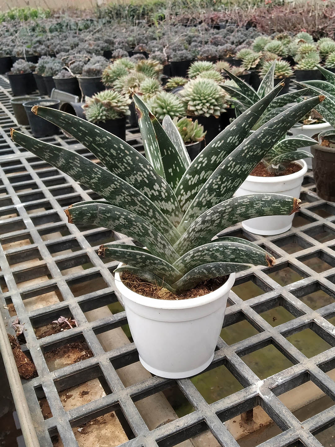 Aloe Variegata Plant or Goni Aloe Variegata with White and Green coloured leaves and Pinkish Orange coloured flower 
