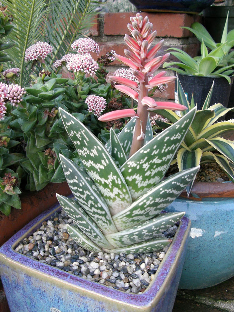 Aloe Variegata