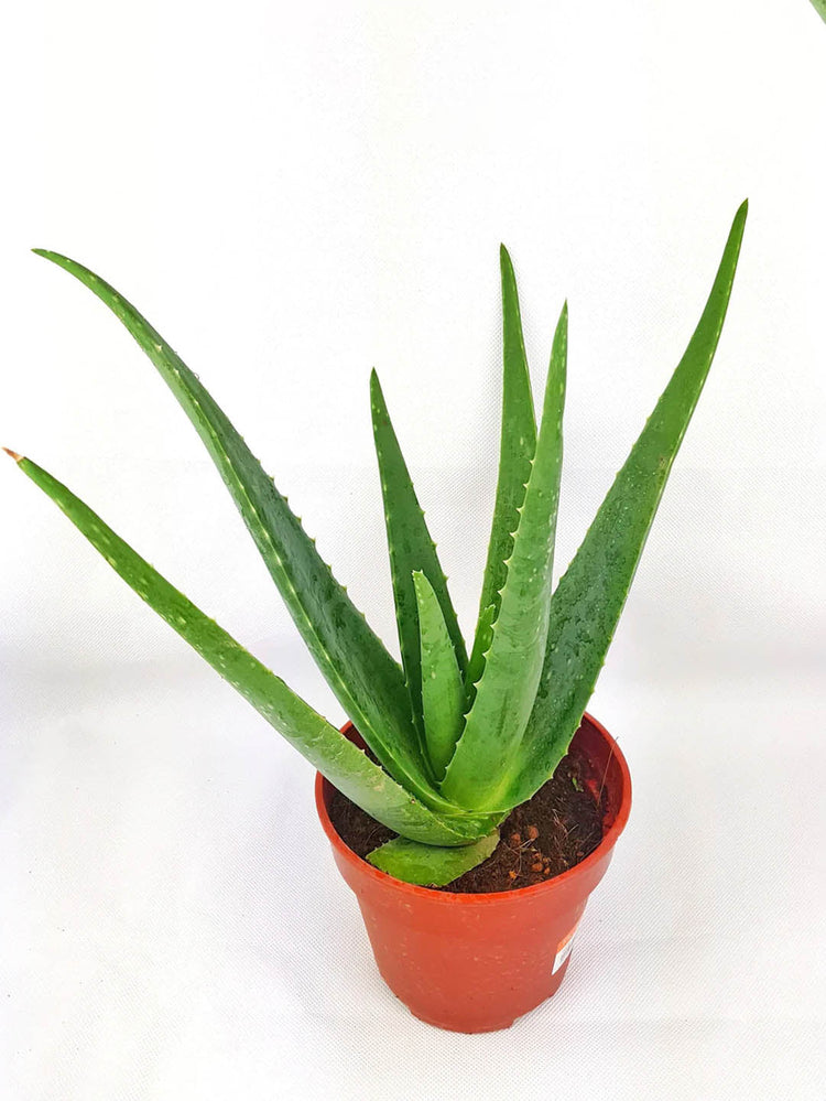 Aloe Barbadensis Plant or Aloe Vera with Green coloured leaves and Pinkish Orange coloured flower 