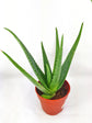 Aloe Barbadensis Plant or Aloe Vera with Green coloured leaves and Pinkish Orange coloured flower 
