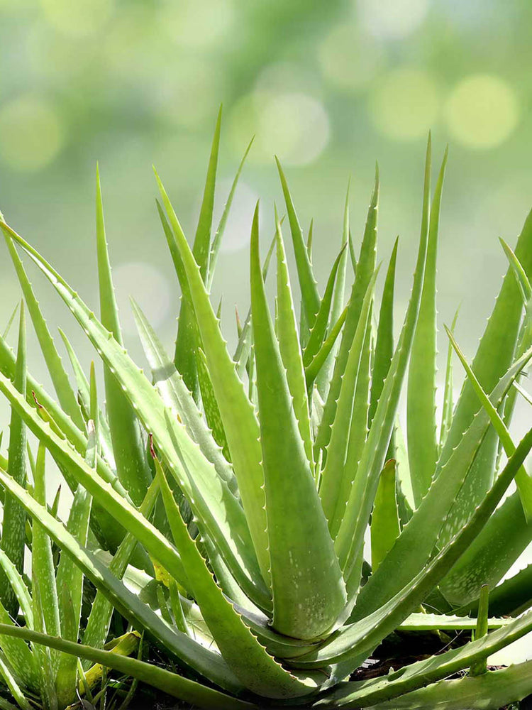 Aloe Barbadensis
