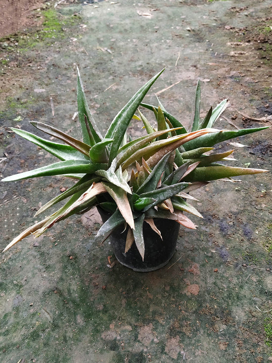 Aloe Black Gem Plant or Aloe with Pale Pink Shades on Green coloured leaves and Pinkish Orange coloured flower 