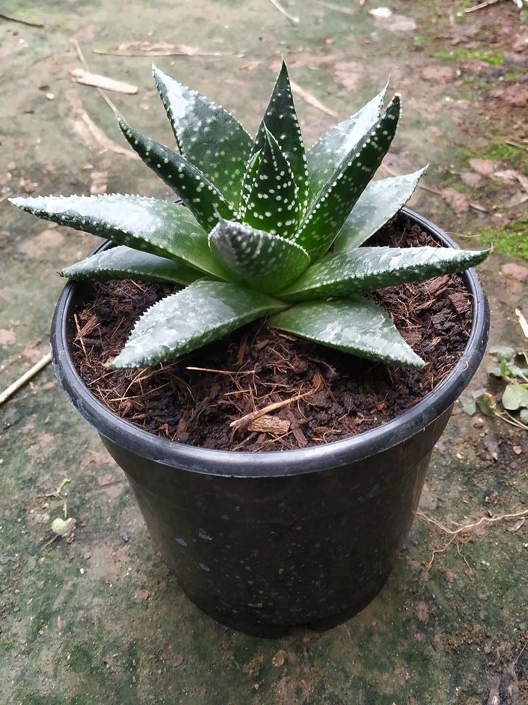 Aloe Aristata Plant or Torch plant, Lace Aloe with Green coloured leaves and Pinkish Orange coloured flower 