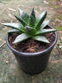 Aloe Aristata Plant or Torch plant, Lace Aloe with Green coloured leaves and Pinkish Orange coloured flower 