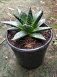 Aloe Aristata Plant or Torch plant, Lace Aloe with Green coloured leaves and Pinkish Orange coloured flower 
