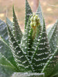 Aloe Aristata