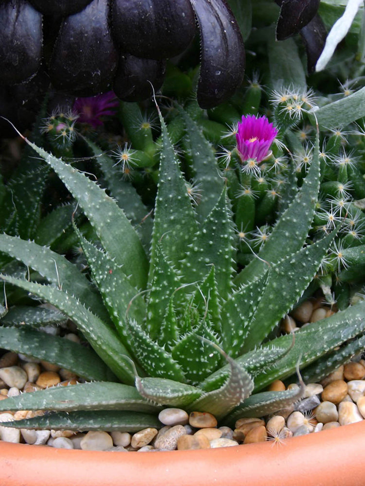 Aloe Aristata