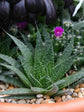 Aloe Aristata