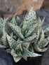 Aloe Blizzard Plant or Snow Blizzard Aloe with Frost Green and Dark green stripes coloured leaves and Pinkish Orange coloured flower 