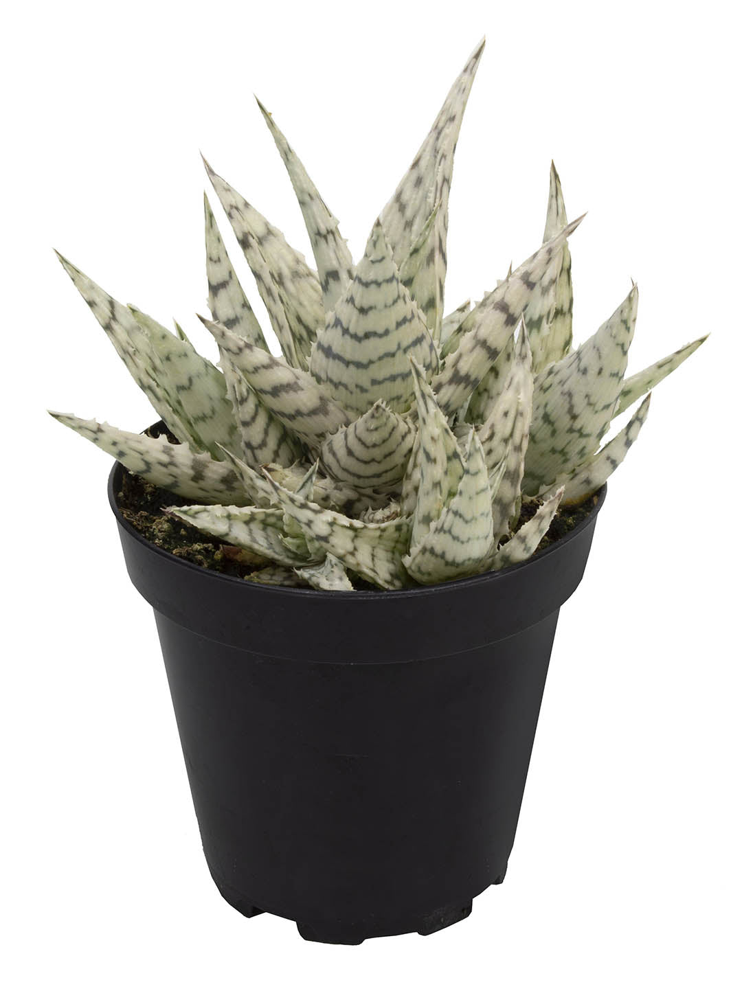 Aloe Blizzard