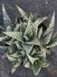 Aloe Blizzard