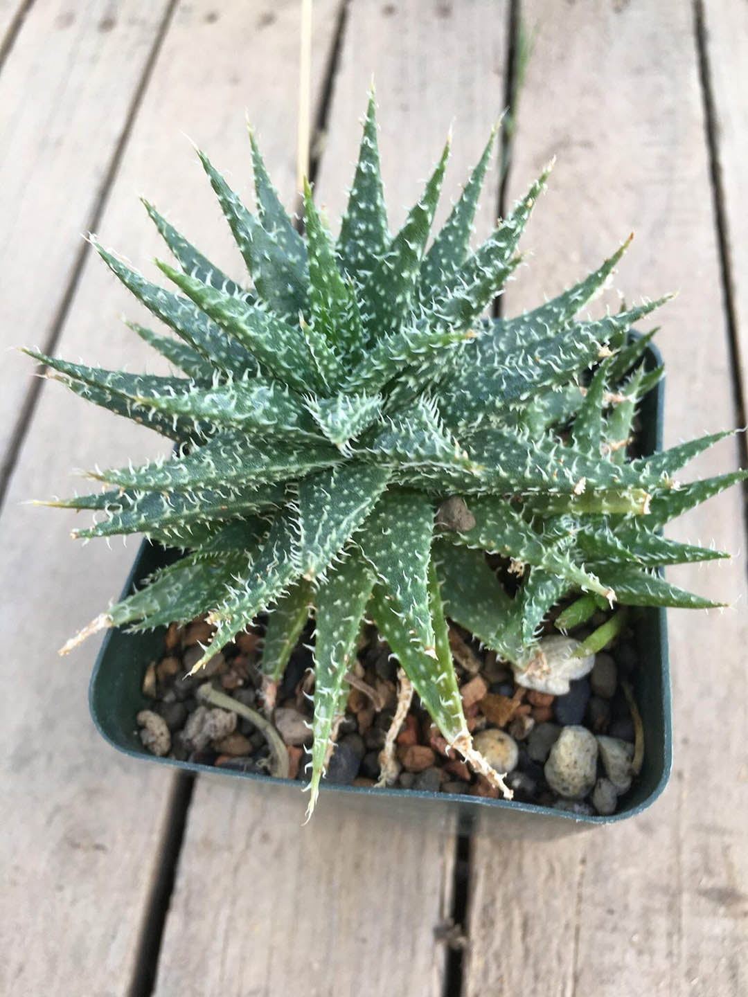 Aloe Descoingsii Haworthioides Plant or Aloe Pepe with Green with White Spikes coloured leaves and Pinkish Orange coloured flower 
