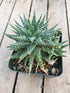 Aloe Descoingsii Haworthioides Plant or Aloe Pepe with Green with White Spikes coloured leaves and Pinkish Orange coloured flower 
