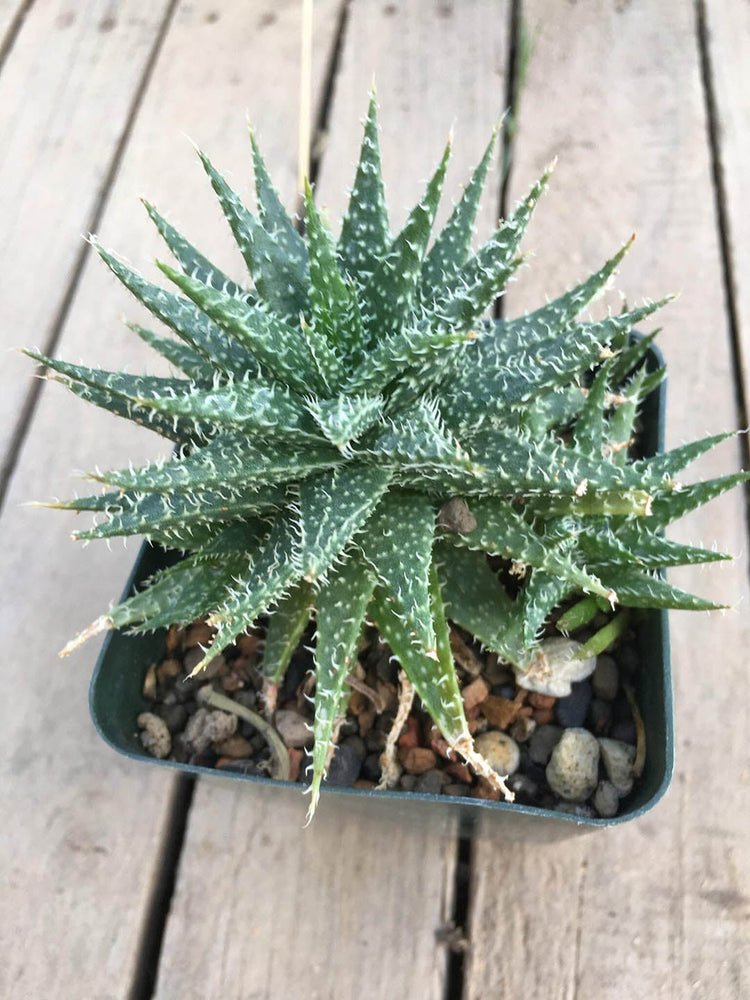 Aloe Descoingsii Haworthioides Plant or Aloe Pepe with Green with White Spikes coloured leaves and Pinkish Orange coloured flower 