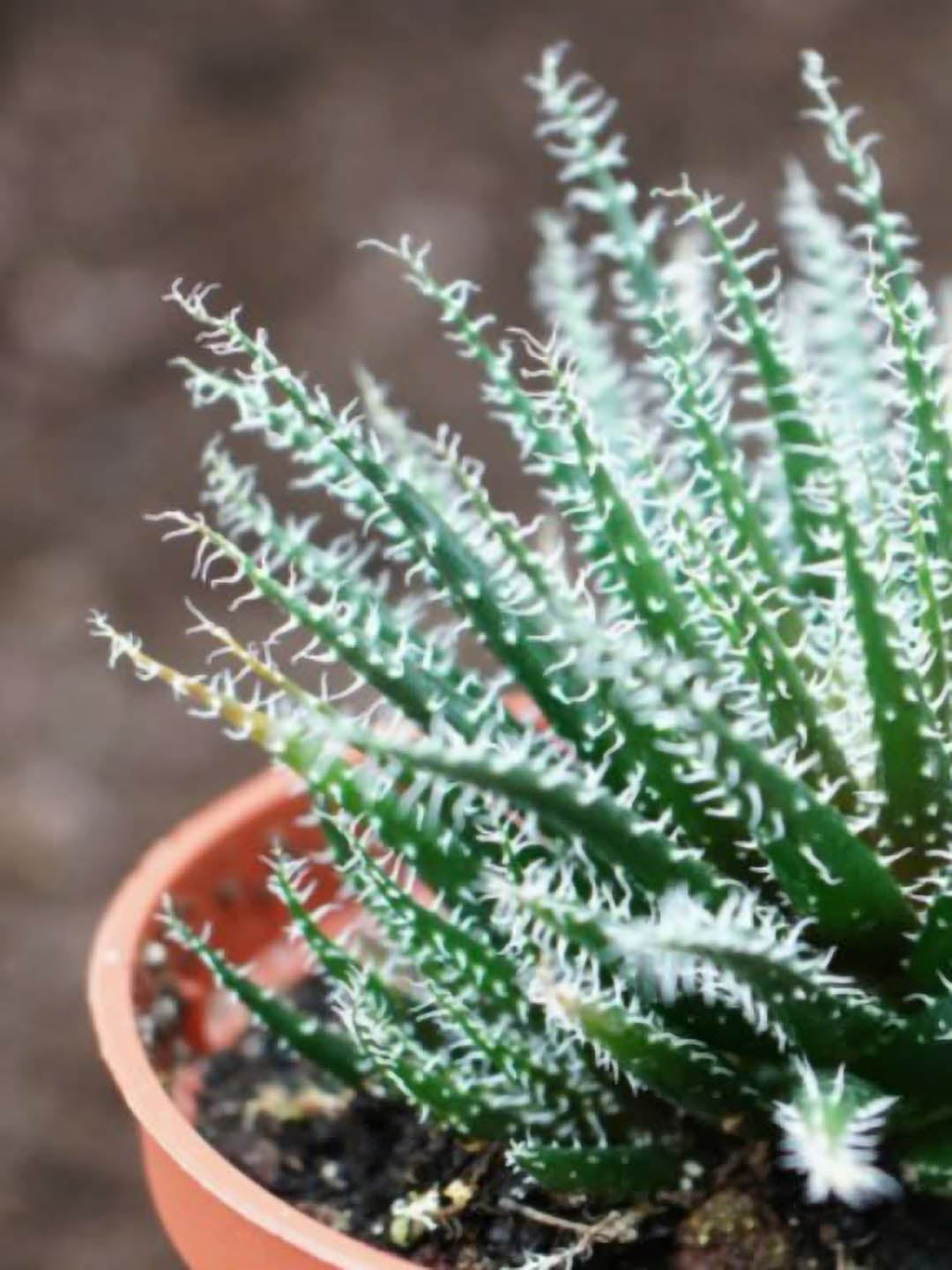 Aloe Descoingsii Haworthioides