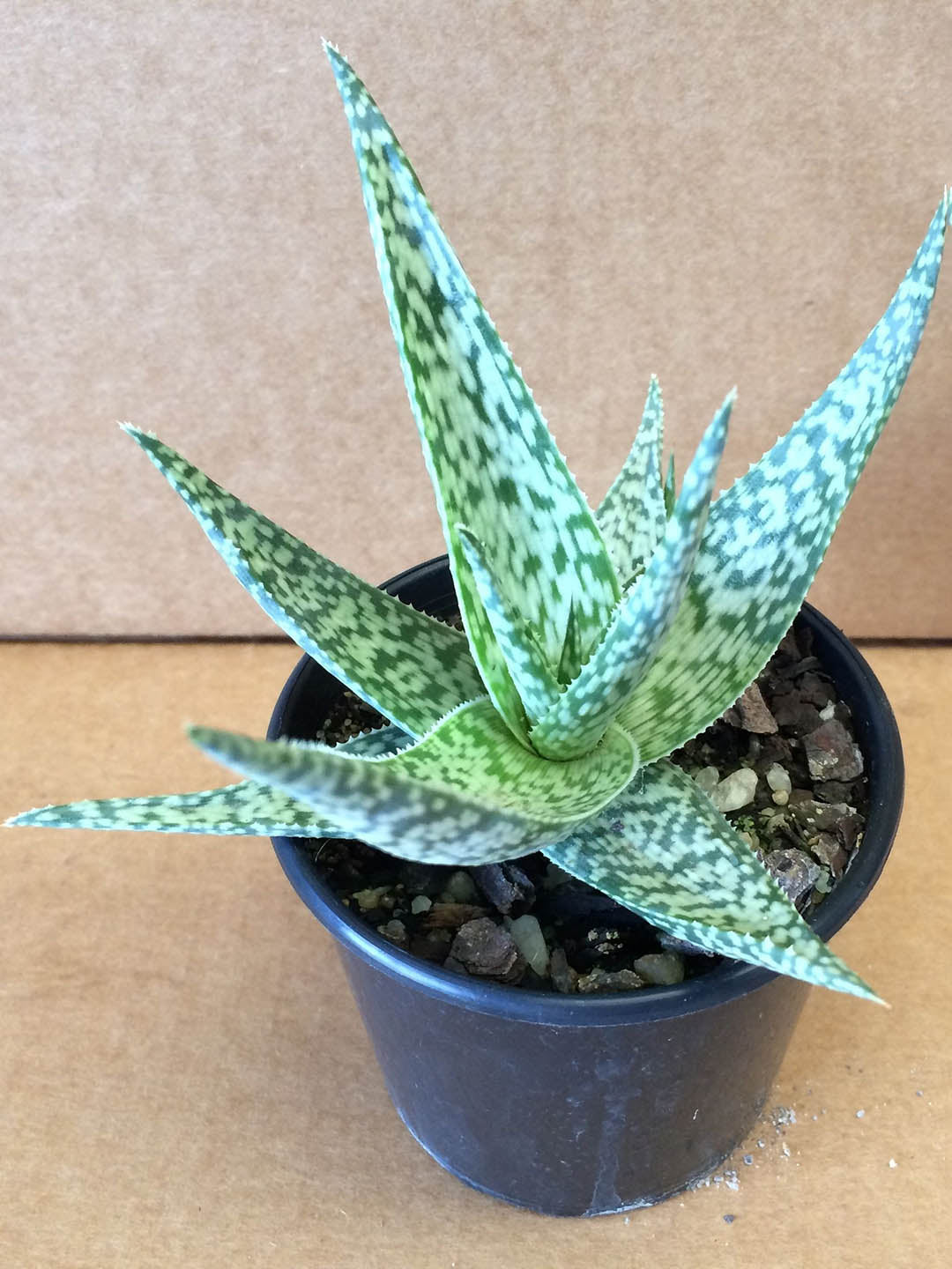 Aloe Rauhii Plant or Aloe Snow Flake with Frost Green and Dark green stripes coloured leaves and Pinkish Orange coloured flower 