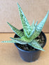 Aloe Rauhii Plant or Aloe Snow Flake with Frost Green and Dark green stripes coloured leaves and Pinkish Orange coloured flower 