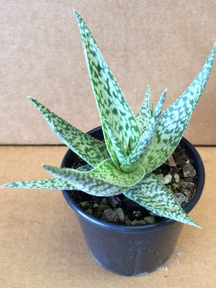 Aloe Rauhii Plant or Aloe Snow Flake with Frost Green and Dark green stripes coloured leaves and Pinkish Orange coloured flower 