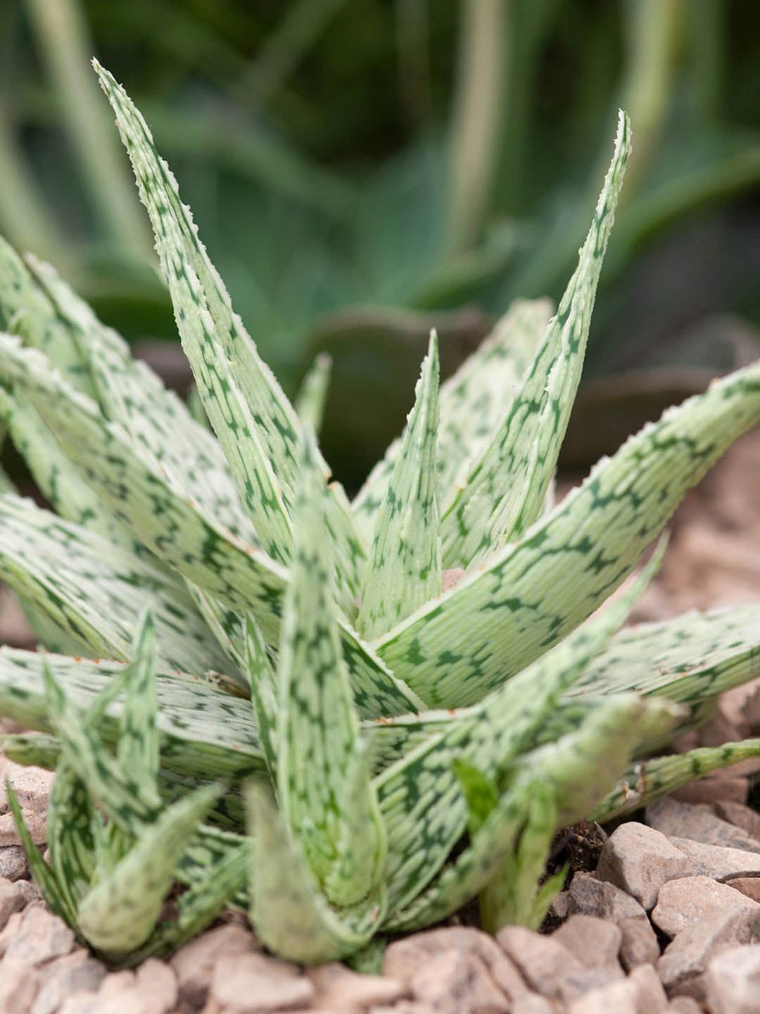 Aloe Rauhii