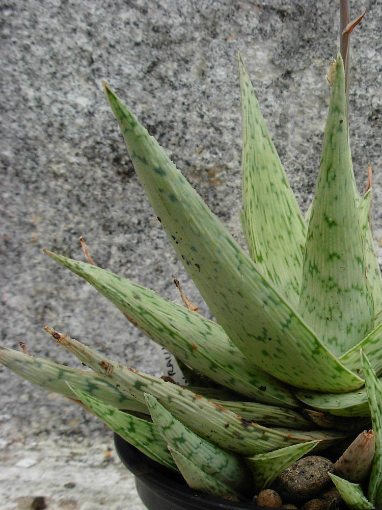 Aloe Rauhii