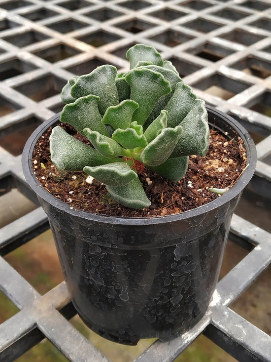 Adromischus Cristatus Plant or Short-Leaf Aloe,Crinkle-Leaf Plant with Green coloured leaves and White coloured flower 