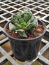 Adromischus Cristatus Plant or Short-Leaf Aloe,Crinkle-Leaf Plant with Green coloured leaves and White coloured flower 