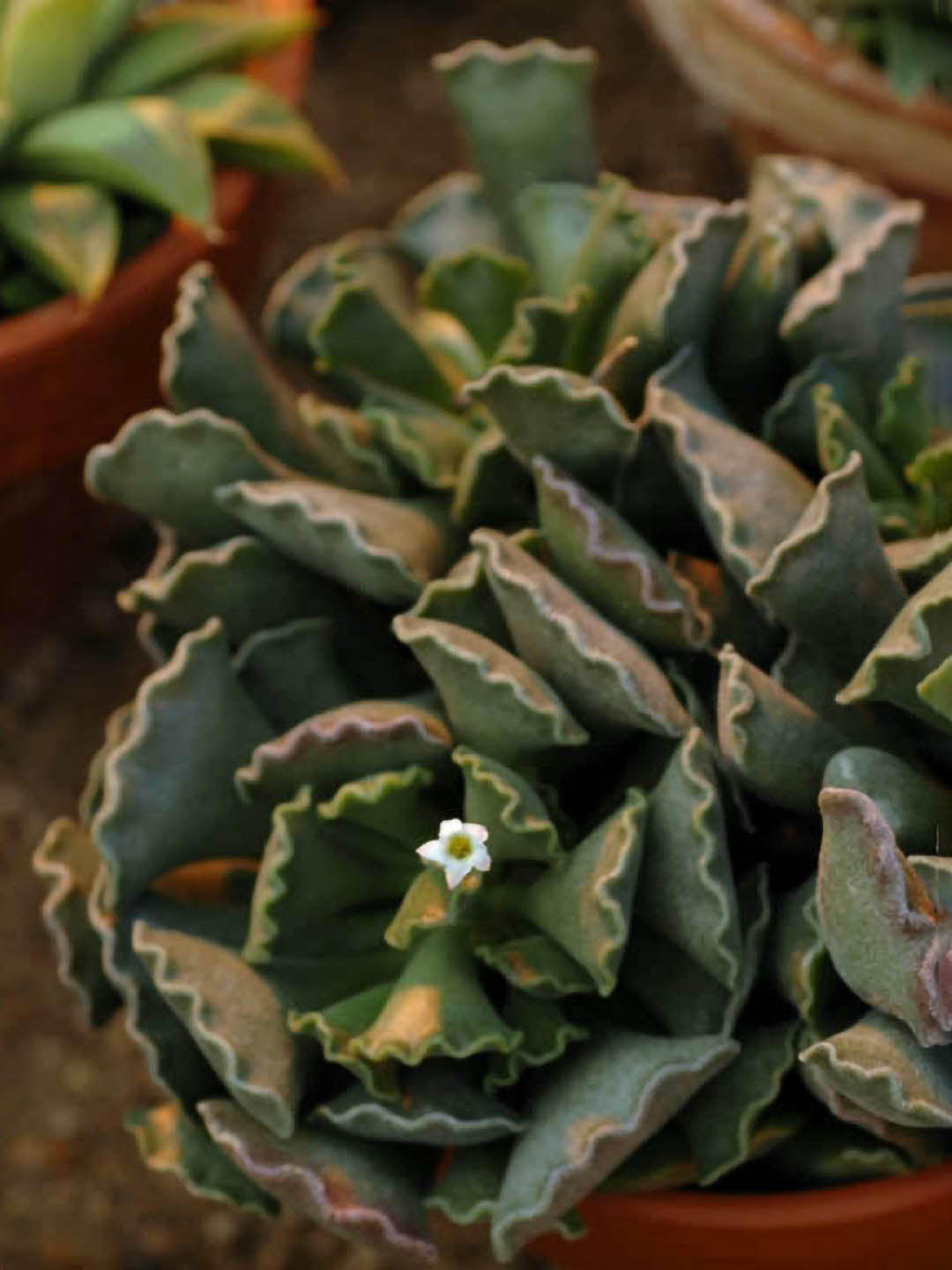 Adromischus Cristatus