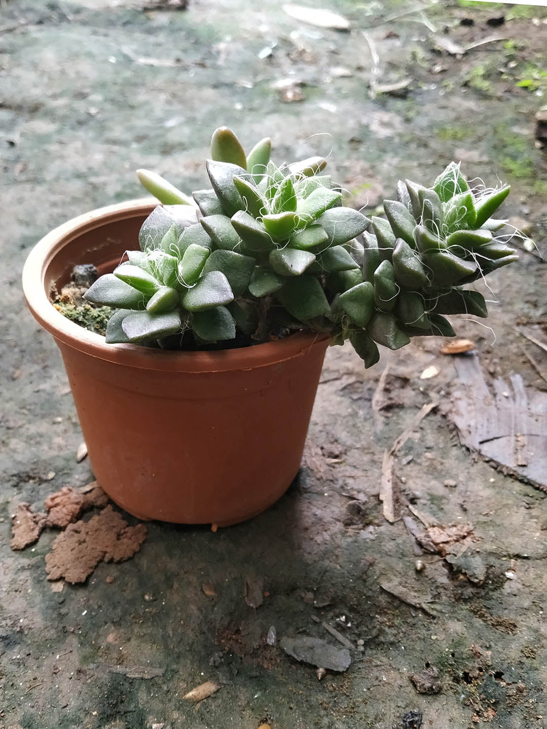 Anacampseros Rufescens Plant or Sunrise Ssucculent with Green coloured leaves and Pink coloured flower 