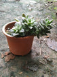 Anacampseros Rufescens Plant or Sunrise Ssucculent with Green coloured leaves and Pink coloured flower 