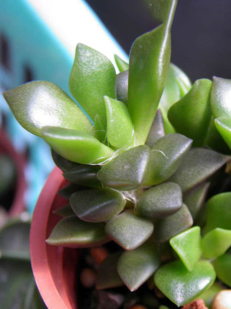 Anacampseros Rufescens