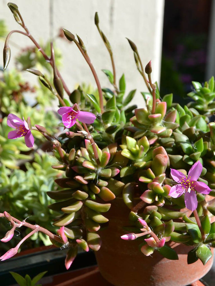 Anacampseros Rufescens